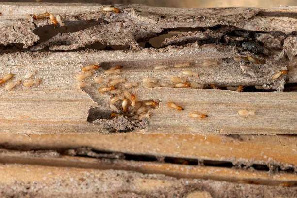 Best Commercial Pest Control Services  in Cleveland, OH